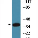 Merck Anti-phospho-CREB (pSer133) antibody produced in rabbit
