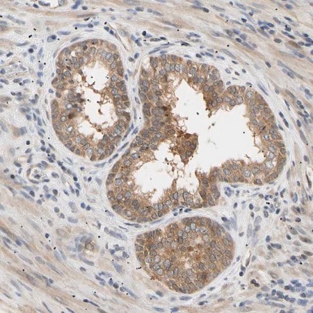 Merck Anti-SEC23B antibody produced in rabbit