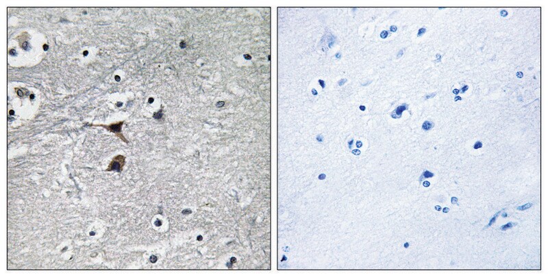 Merck Anti-Tryptophan Hydroxylase antibody produced in rabbit