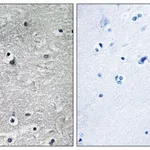 Merck Anti-Tryptophan Hydroxylase antibody produced in rabbit