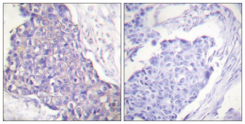 Merck Anti-CD40 antibody produced in rabbit