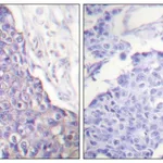 Merck Anti-CD40 antibody produced in rabbit