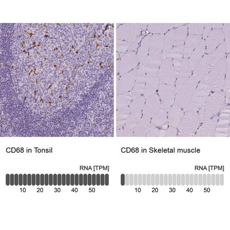 Merck Anti-CD68 antibody produced in rabbit