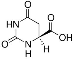 Merck L-DIHYDROOROTIC ACID
