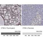 Merck Anti-CTSB antibody produced in rabbit