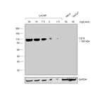 Thermo Fisher Scientific Rabbit anti-Goat IgG (H+L) Secondary Antibody, HRP