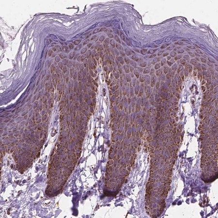 Merck Anti-RMDN3 antibody produced in rabbit
