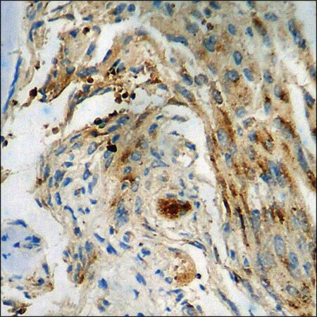 Merck Anti-phospho-Chk1 (pSer345) antibody produced in rabbit