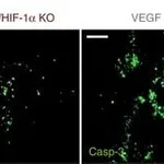Thermo Fisher Scientific Goat anti-Rat IgG (H+L) Cross-Adsorbed Secondary Antibody, Alexa Fluor 568