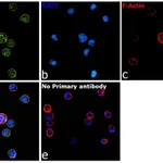Thermo Fisher Scientific Rabbit anti-Rat IgG (H+L) Secondary Antibody, FITC