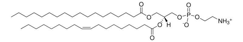 Merck Brain PE