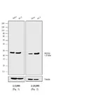 Thermo Fisher Scientific Goat anti-Rabbit IgG (H+L) Cross-Adsorbed Secondary Antibody, AP