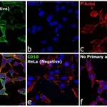 Thermo Fisher Scientific Rabbit anti-Goat IgG (H+L) Cross-Adsorbed Secondary Antibody, Alexa Fluor 568