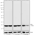 Thermo Fisher Scientific Rabbit anti-Mouse IgG Fc Secondary Antibody, AP
