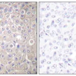 Merck Anti-E-cadherin antibody produced in rabbit