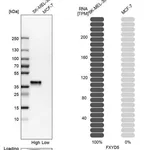Merck Anti-FXYD5 antibody produced in rabbit