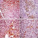 Merck ANTI-MOUSE IGG (WHOLE MOLECULE) &