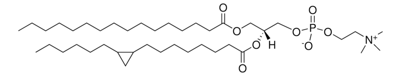 Merck 16:0-17:0 cyclo PC