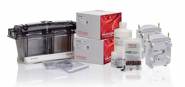 Thermo Fisher Scientific Novex WedgeWell Tris-Glycine Welcome Pack and Mini Blot Modules, 4-20%, 10-well, 1 kit