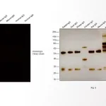 Thermo Fisher Scientific F(ab`)2-Goat anti-Rabbit IgG (H+L) Cross-Adsorbed Secondary Antibody, Alexa Fluor 546