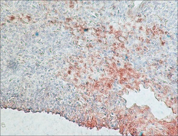Merck Monoclonal Anti-Rabbit Immunoglobulins-Peroxidase antibody produced in mouse