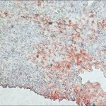 Merck Monoclonal Anti-Rabbit Immunoglobulins-Peroxidase antibody produced in mouse