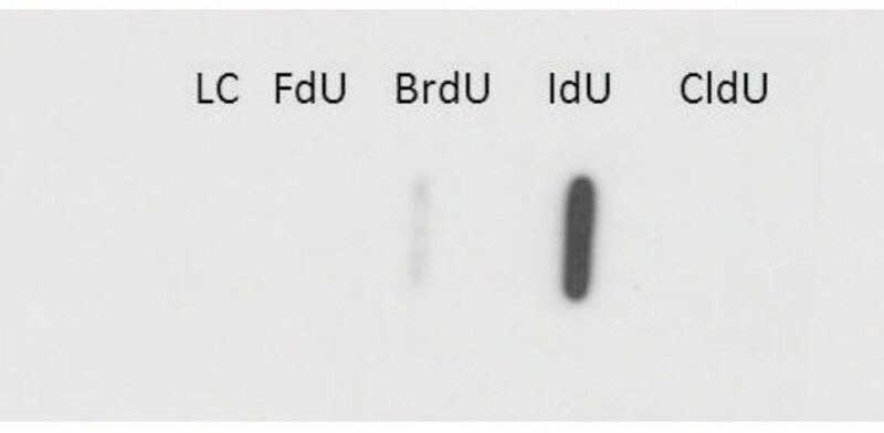 Merck Monoclonal Anti-IdU antibody produced in mouse