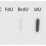 Merck Monoclonal Anti-IdU antibody produced in mouse