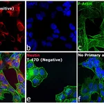 Thermo Fisher Scientific Goat anti-Mouse IgG (H+L) Highly Cross-Adsorbed Secondary Antibody, Alexa Fluor 680