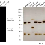 Thermo Fisher Scientific Donkey anti-Rabbit IgG (H+L) Highly Cross-Adsorbed Secondary Antibody, Alexa Fluor 790