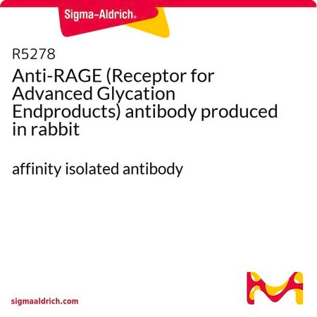 Merck Anti-RAGE (Receptor for Advanced Glycation Endproducts) antibody produced in rabbit