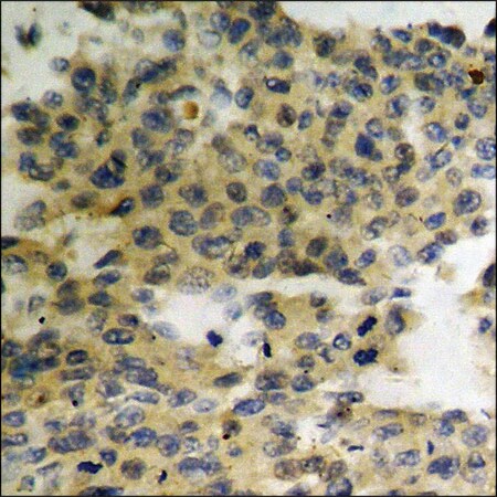 Merck Anti-phospho-HER3 (pTyr1289) antibody produced in rabbit