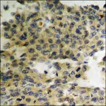 Merck Anti-phospho-HER3 (pTyr1289) antibody produced in rabbit