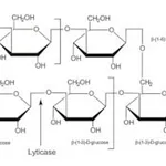 Merck GLUCAN FROM BAKERS YEAST