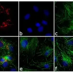 Thermo Fisher Scientific Chicken anti-Rabbit IgG (H+L) Secondary Antibody, TRITC
