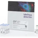 Thermo Fisher Scientific CellTrace Violet Cell Proliferation Kit, for flow cytometry, 180 assays kit