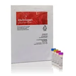 Thermo Fisher Scientific HCS DNA Damage Kit