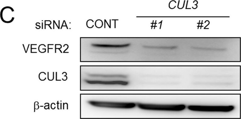 Merck Anti-Cullin 3 antibody ,Mouse monoclonal