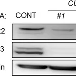 Merck Anti-Cullin 3 antibody ,Mouse monoclonal
