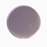 Himedia Lactobacillus MRS Agar, Granulated (MRS Agar, Granulated)