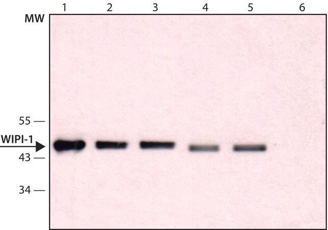 Merck Anti-WIPI-1 (C-terminal) antibody produced in rabbit