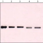 Merck Anti-WIPI-1 (C-terminal) antibody produced in rabbit