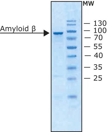 Merck Amyloid Precursor Protein beta, Secreted human