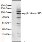 Merck ANTI-PHOSPHO-CTNNB1-S45 ANTIBODY PRODUC&