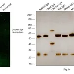 Thermo Fisher Scientific Donkey anti-Chicken IgY (H+L) Secondary Antibody, FITC
