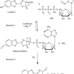 Merck ADENOSINE 5``-TRIPHOSPHATE BIOLUMINESCEN&