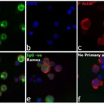 Thermo Fisher Scientific Goat anti-Human IgG (H+L) Cross-Adsorbed Secondary Antibody