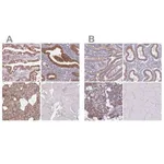 Merck Anti-TMED10 antibody produced in rabbit