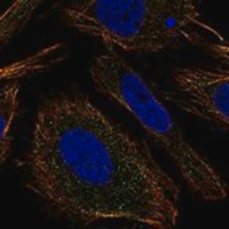 Merck Anti-TMEM9 antibody produced in rabbit