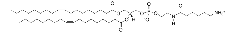 Merck 18:1 Caproylamine PE